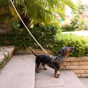 Set Río forest (Collar- Correa - Pañuelo)