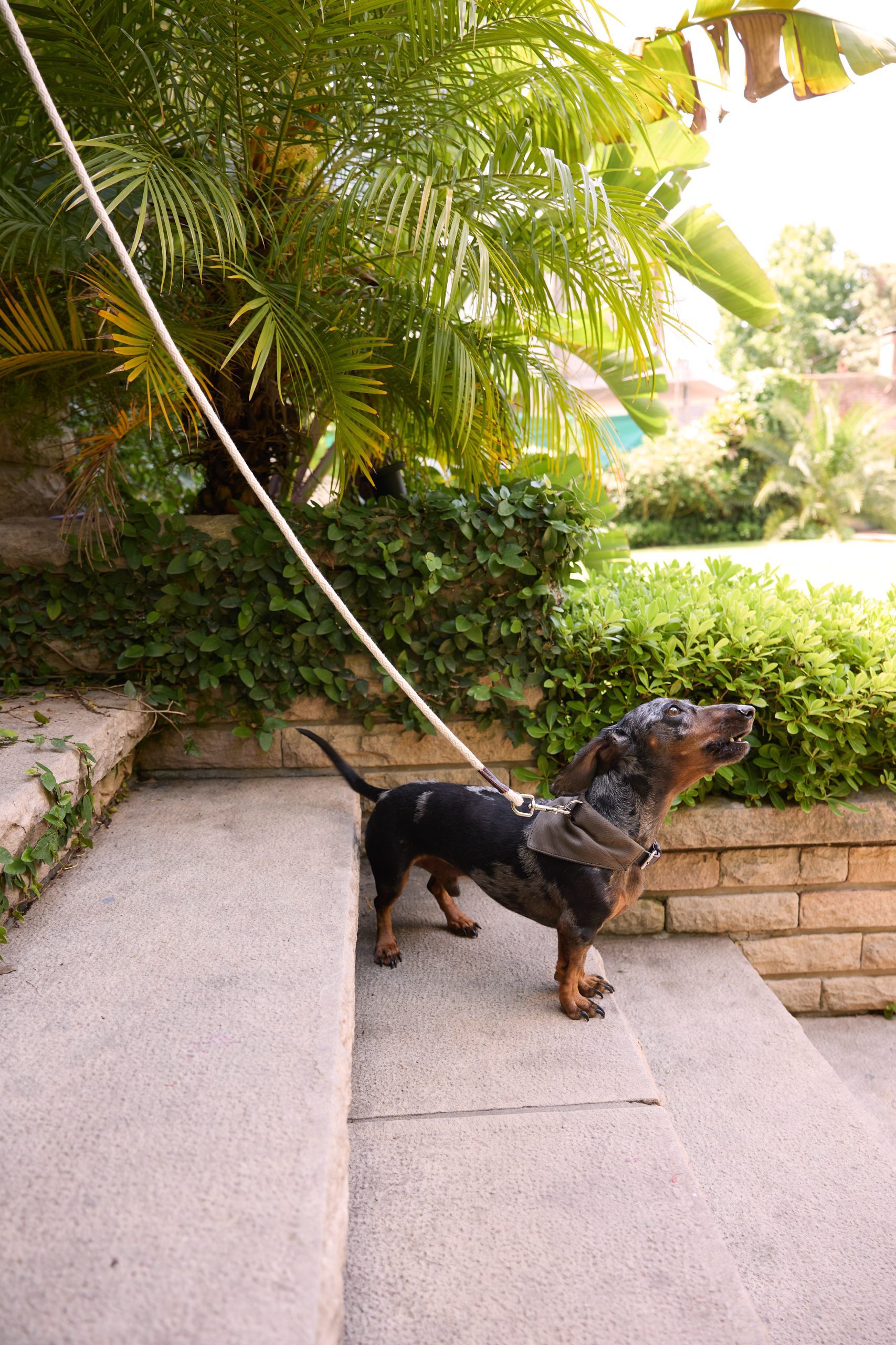 Set Río forest (Collar- Correa - Pañuelo)
